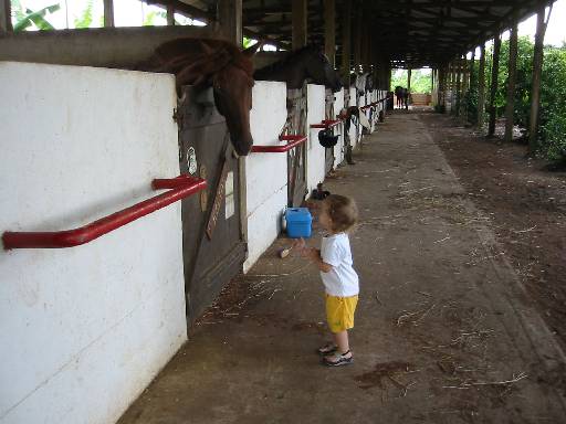 Kerian 91 De retour  Kourou avec les chevaux